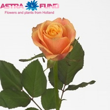 Rosa kleinbloemig Daylight fotografie