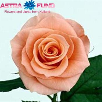 Rosa kleinbloemig Dream fotografie