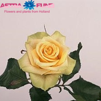 Rosa kleinbloemig Ella fotografie