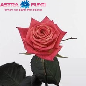 Rosa kleinbloemig Energy! fotografie