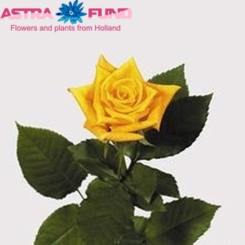 Rosa kleinbloemig Frisco fotografie
