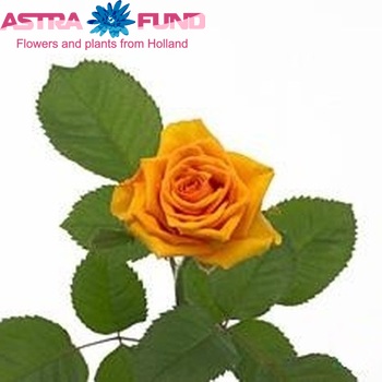 Rosa kleinbloemig Golden Brown! fotografie