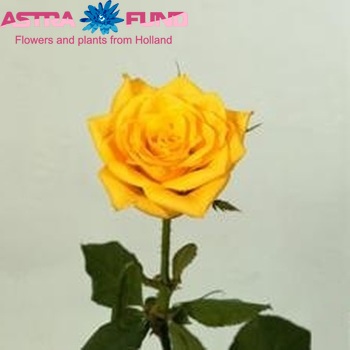 Rosa kleinbloemig Golden Times fotografie