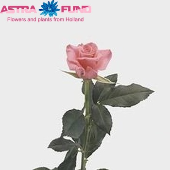 Rosa kleinbloemig Jamilla! fotografija