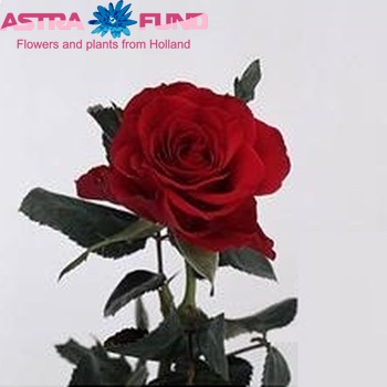 Rosa kleinbloemig Kira fotografija