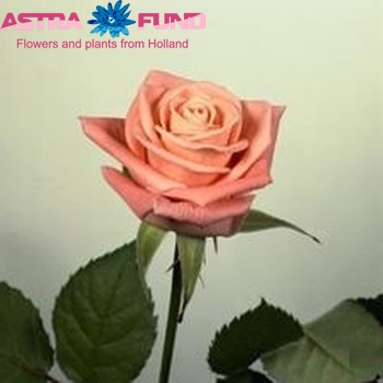 Rosa kleinbloemig Kiss fotografija