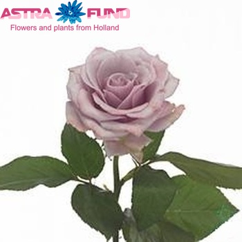 Rosa kleinbloemig 'Lilac Fragrance' fotografija
