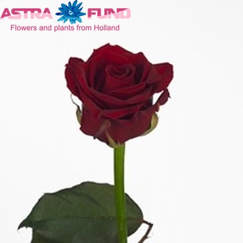 Rosa kleinbloemig Love Story fotografija