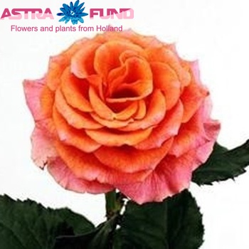 Rosa kleinbloemig Magic Prophyta fotografie