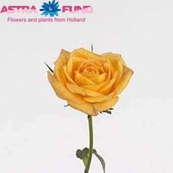 Rosa kleinbloemig Magic Rosewave Yellow fotó