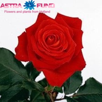 Rosa kleinbloemig Magma fotó