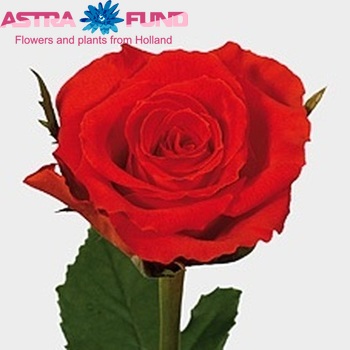 Rosa kleinbloemig Mercedes fotografija