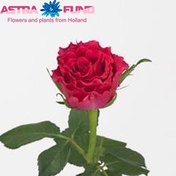 Rosa kleinbloemig Monsoon zdjęcie