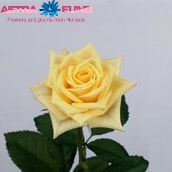 Rosa kleinbloemig Pistache! zdjęcie