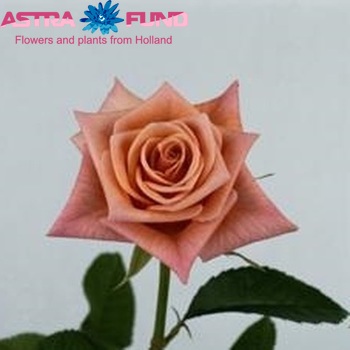 Rosa kleinbloemig Renee! fotografija