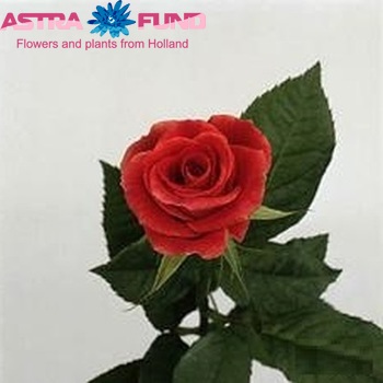 Rosa kleinbloemig Rodeo fotografija