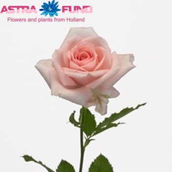 Rosa kleinbloemig Rosario fotografija