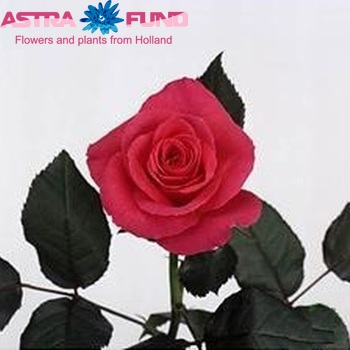 Rosa kleinbloemig Royal Chelsea fotografija