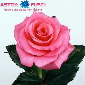Rosa kleinbloemig Royal Dream fotografija