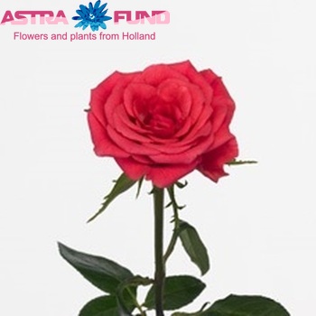 Rosa kleinbloemig Royal Valentino fotografija