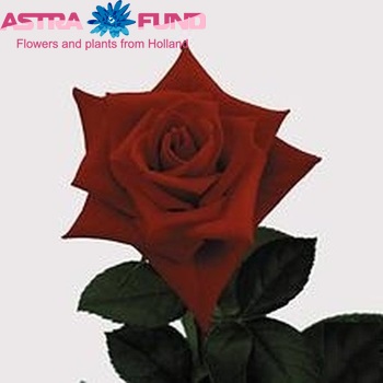 Rosa kleinbloemig Sacha fotografija