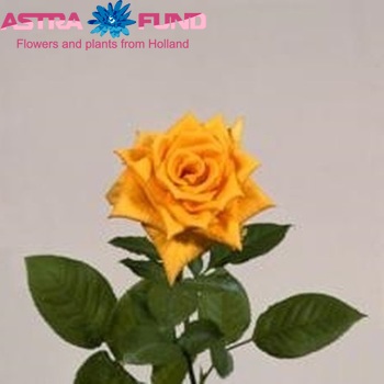 Rosa kleinbloemig Safari fotografija