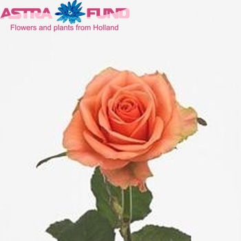 Rosa kleinbloemig Samba fotografija