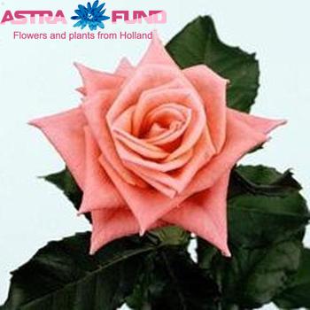 Rosa kleinbloemig Smart fotografie