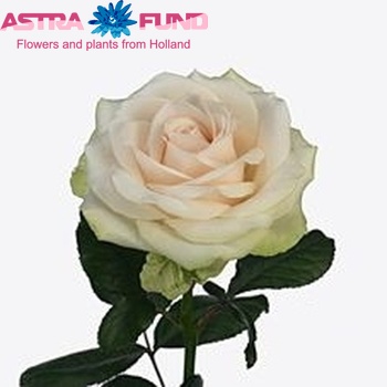 Rosa kleinbloemig Snowy Jewel fotografie