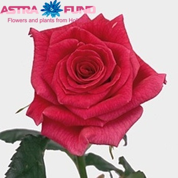 Rosa kleinbloemig Splendid Surprise fotografie