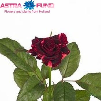 Rosa kleinbloemig Straciatella fotografie