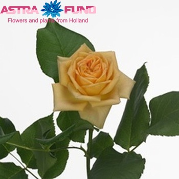 Rosa kleinbloemig Sunny Babe fotografie