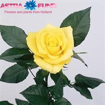 Rosa kleinbloemig Sunny Sher fotografie