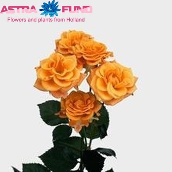Rosa tr Macarena fotografija