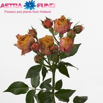 Rosa tr Magic Sensation fotografija