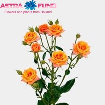 Rosa tr Mambo fotografija