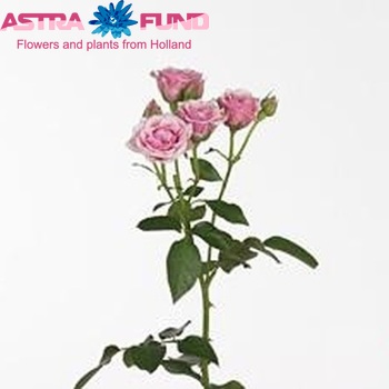 Rosa tr Milca Sensation fotografija