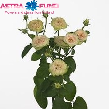 Rosa tr Romantic Pepita fotografija