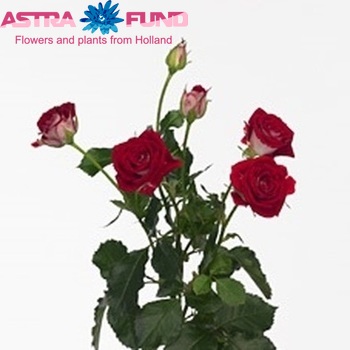 Rosa tr Ruby Star fotografija