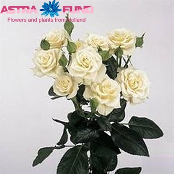 Rosa tr Sereno fotografija