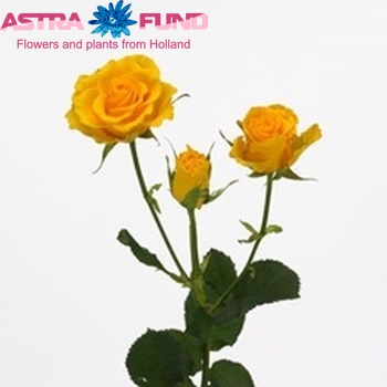 Rosa tr Sphinx fotografija