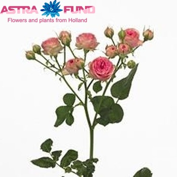 Rosa tr Super Sensation fotografija