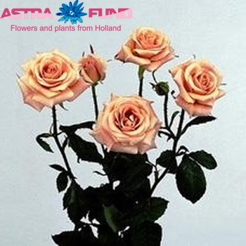 Rosa tr Surprise fotografija