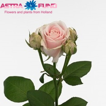 Rosa tr Sweet Avalanche + fotografija