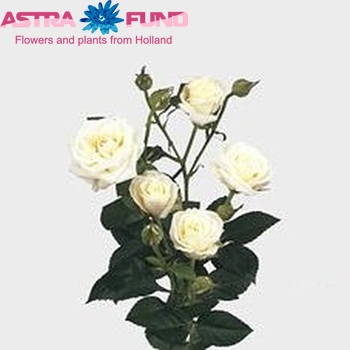 Rosa tr Viviane! fotografija