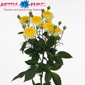 Rosa tr Yellow Sensation fotografija
