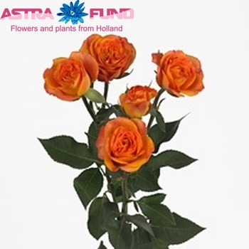 Rosa tros Abeba fotografija