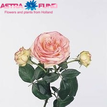 Rosa tros Biedermeier fotografija