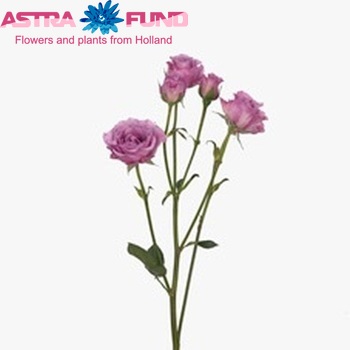 Rosa tros Blue Moon fotografija