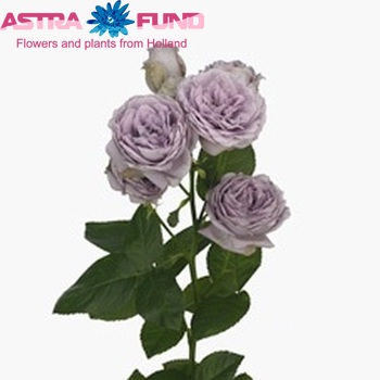 Rosa tros Blue Pompon Freelander fotografija
